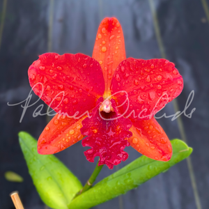 Rth. Spring Blaze — Palmer Orchids